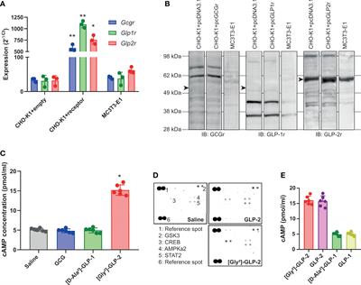 [Gly²]-GLP-2, But Not Glucagon or [D-Ala²]-GLP-1, Controls Collagen Crosslinking in Murine Osteoblast Cultures